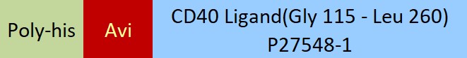 CD40 Ligand Structure