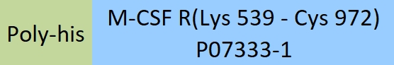 M-CSF R Structure