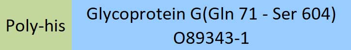 Glycoprotein (NiV, HeV) Structure