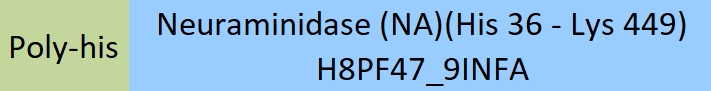 Neuraminidase (NA) Structure
