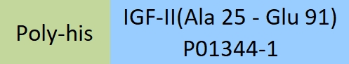 IGF-II Structure