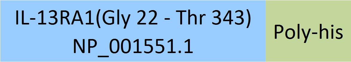 IL-13 R alpha 1 Structure