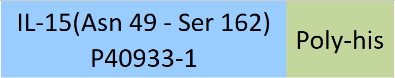 IL-15 Structure