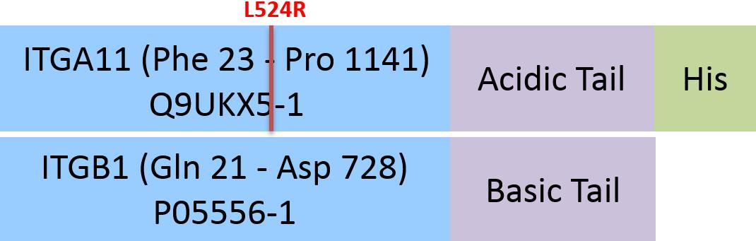 Integrin alpha 11 beta 1 Structure