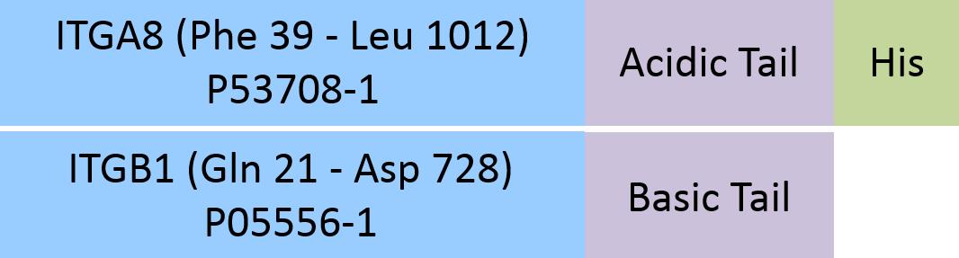 Online(Phe 39 - Leu 1012 (ITGA8) & Gln 21 - Asp 728 (ITGB1)) P53708-1 (ITGA8) & P05556-1 (ITGB1)