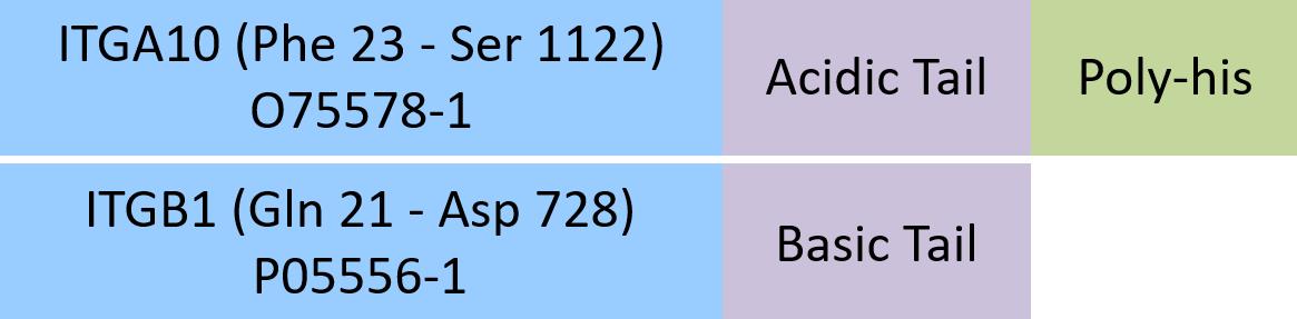 Online(Phe 23 - Ser 1122 (ITGA10) & Gln 21 - Asp 728 (ITGB1)) O75578-1 (ITGA10) & P05556-1 (ITGB1)