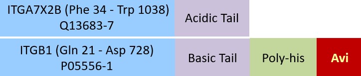 Online(Phe 34 - Trp 1038 (ITGA7X2B) & Gln 21 - Asp 728 (ITGB1)) Q13683-7 (ITGA7X2B) & P05556-1 (ITGB1)