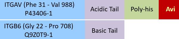 Integrin alpha V beta 6 Structure