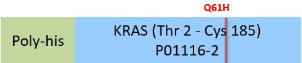 KRAS Structure