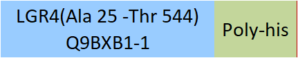 LGR4 Structure