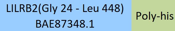 Online(Gly 24 - Leu 448) BAE87348.1