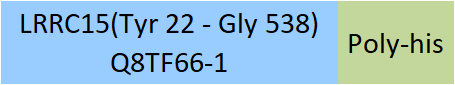 LRRC15 Structure