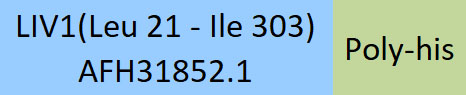 LIV-1 Structure