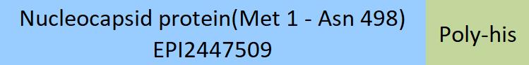 Nucleocapsid protein Structure