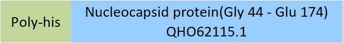 Nucleocapsid protein Structure