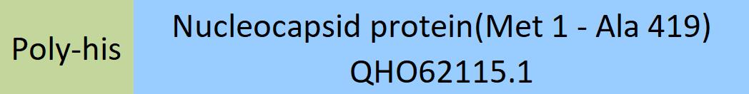 Nucleocapsid protein Structure