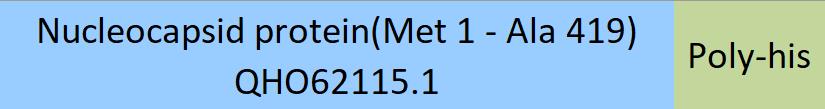 Nucleocapsid protein Structure