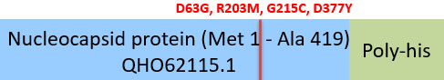 Nucleocapsid protein Structure