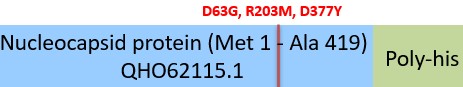 Nucleocapsid protein Structure