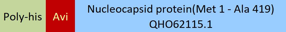 Nucleocapsid protein Structure