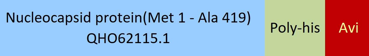 Nucleocapsid protein Structure