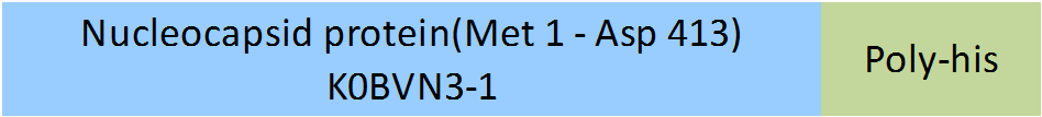Nucleocapsid protein Structure