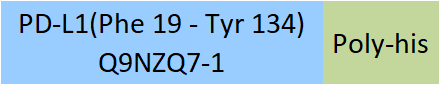 PD-L1 Structure