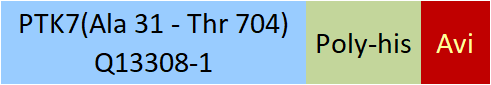 PTK7 Structure