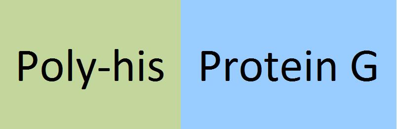 Protein G Structure