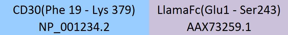 CD30 Structure